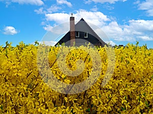 Forsythia. Yellow flower fence against the backdrop of the roof of the house and the blue sky.