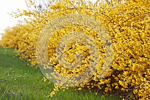 Forsythia, yellow spring flowers