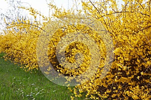 Forsythia, yellow spring flowers hedge, green grass