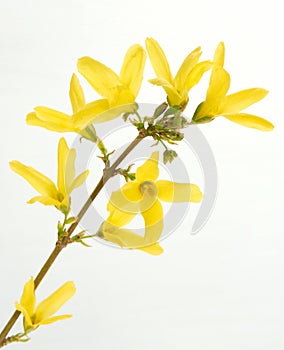 Forsythias