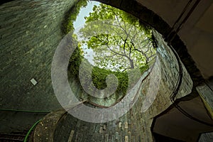 Fort canning tree tunnel in Singapore