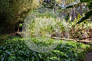 Fort de France, Martinique - Pond in Balata gardens photo