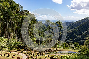 Fort de France, Martinique - Royal palm trees in Balata gardens photo