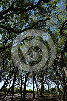 Fort Fisher Live Oaks