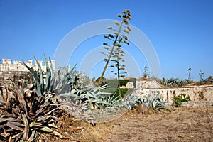 Fort Mamula