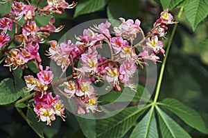 Fort McNair red horse chestnut flowers photo