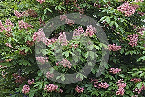 Fort McNair red horse chestnut flowers photo