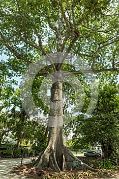 FORT MYERS, FLORIDA - MAY 02, 2015: Edison and Ford Winter Estates Park Tree