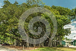 FORT MYERS, FLORIDA - MAY 02, 2015: Edison and Ford Winter Estates Park Tree. Giant Tree in Fort Myers, Florida.