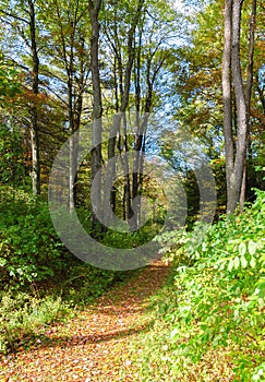 Fort Necessity National Battlefield