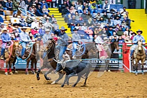 Team roping competition in the Stockyards Championship Rodeo