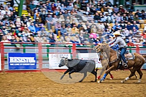 Team roping competition in the Stockyards Championship Rodeo