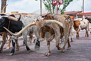 Fort Worth Texas Longhorn Cattle Drive