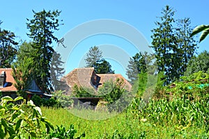 Fortified saxon medieval nice church in Rosia, ROTHBERG. Transylvania.