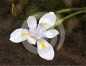 Fortnight Lily or African Iris photo