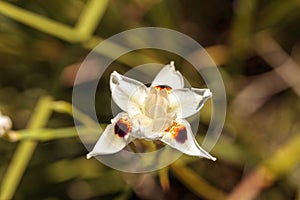 Fortnight lily also called White iris flower Dietes bicolor