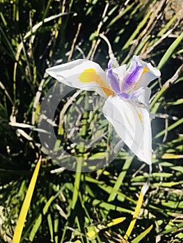 Fortnight lily under sunshine day. photo