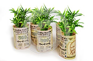 Fortune Plant Saplings Wrapped in Indian 500 Rupees on White Background photo