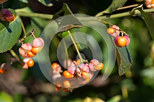 Fortune\'s spindle, .Euonymus fortunei fruits closeup selective focus