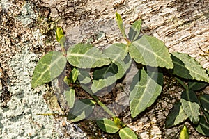 Fortune`s Spindle growing in the wild - Euonymus fortunei