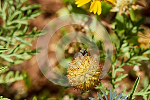 Forward facing Headshot closup of a Small Milkweed Bug Lygaeus kalmii StÃÂ¥l red, black & white on Seedpod of an Indian
