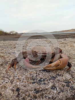 Fosil crab photo