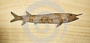 Fosil of fish with long body