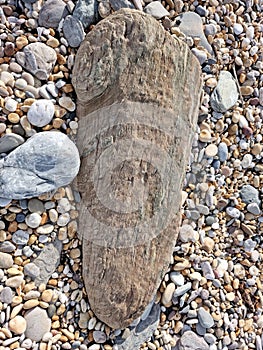 Fosil of a old ancient timber that's Fosillised in to Rock on the south coast of Devon uk