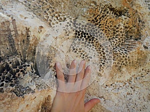 Fosil sea plant printed in a limestone