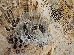 Fosil sea plant printed in a limestone photo