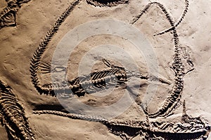 Fosil of several well preserved mesosaurus photo