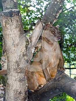 Fossa (Cryptoprocta ferox)