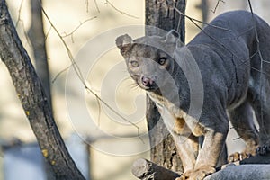 Fossa (Cryptoprocta ferox)