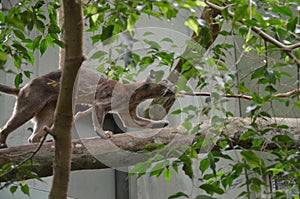 Fossa Cryptoprocta Ferox Cat In Madagascar