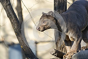 Fossa (Cryptoprocta ferox)