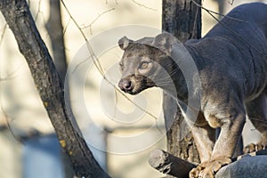 Fossa (Cryptoprocta ferox)
