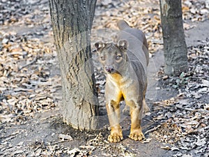 Fossa (Cryptoprocta ferox)