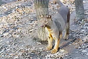 Fossa (Cryptoprocta ferox)