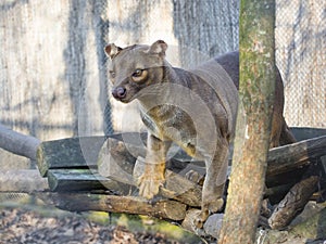 Fossa (Cryptoprocta ferox)