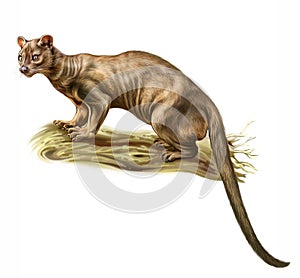 The fossa Cryptoprocta ferox photo