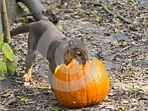 Fossa (Cryptoprocta ferox)