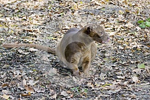 Fossa (Cryptoprocta ferox)