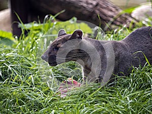 Fossa, Cryptoprocta ferox, is a very agile beast, is a top predator in Madagascar