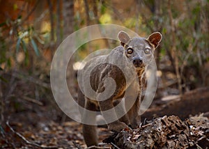 Fossa