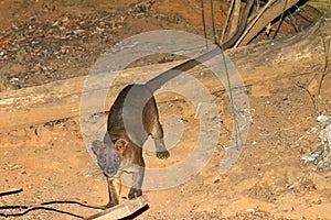 Fossa Kirindy