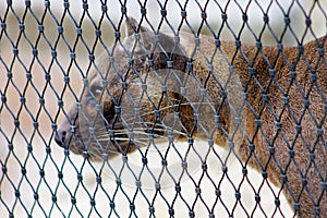 Fossa locked in cage