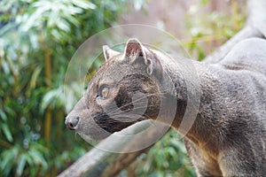 Fossa looking out at the world