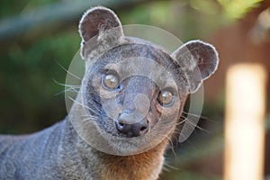 Fossa looking out at the world