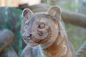 Fossa looking out at the world