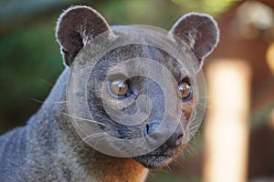 Fossa looking out at the world